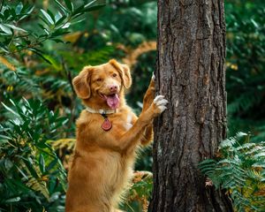 Превью обои ретривер, собака, высунутый язык, забавный, дерево