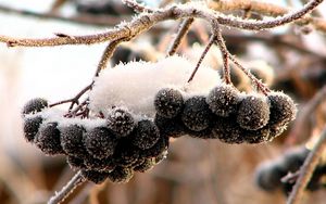 Превью обои рябина, черная, плоды, ягоды, снег, иней, грозди