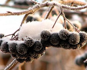 Превью обои рябина, черная, плоды, ягоды, снег, иней, грозди