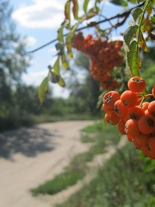 Превью обои рябина, ягода, гроздь, лето