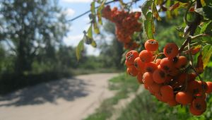 Превью обои рябина, ягода, гроздь, лето