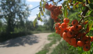 Превью обои рябина, ягода, гроздь, лето