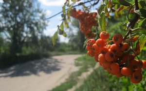 Превью обои рябина, ягода, гроздь, лето