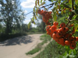 Превью обои рябина, ягода, гроздь, лето