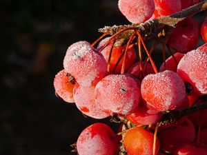 Превью обои рябина, ягоды, иней