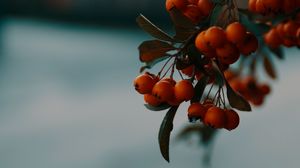 Превью обои рябина, ягоды, ветка, макро, осень