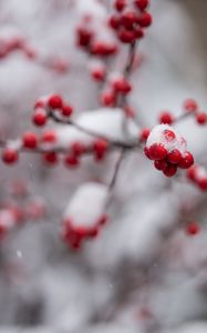 Превью обои рябина, ягоды, ветка, снег, макро, блюр