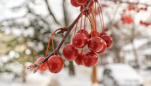 Превью обои рябина, ягоды, зима, размытие, красный, макро