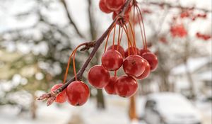 Превью обои рябина, ягоды, зима, размытие, красный, макро