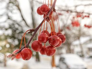 Превью обои рябина, ягоды, зима, размытие, красный, макро