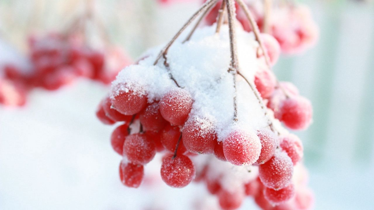 Обои рябина, снег, ягода, зима, ветка