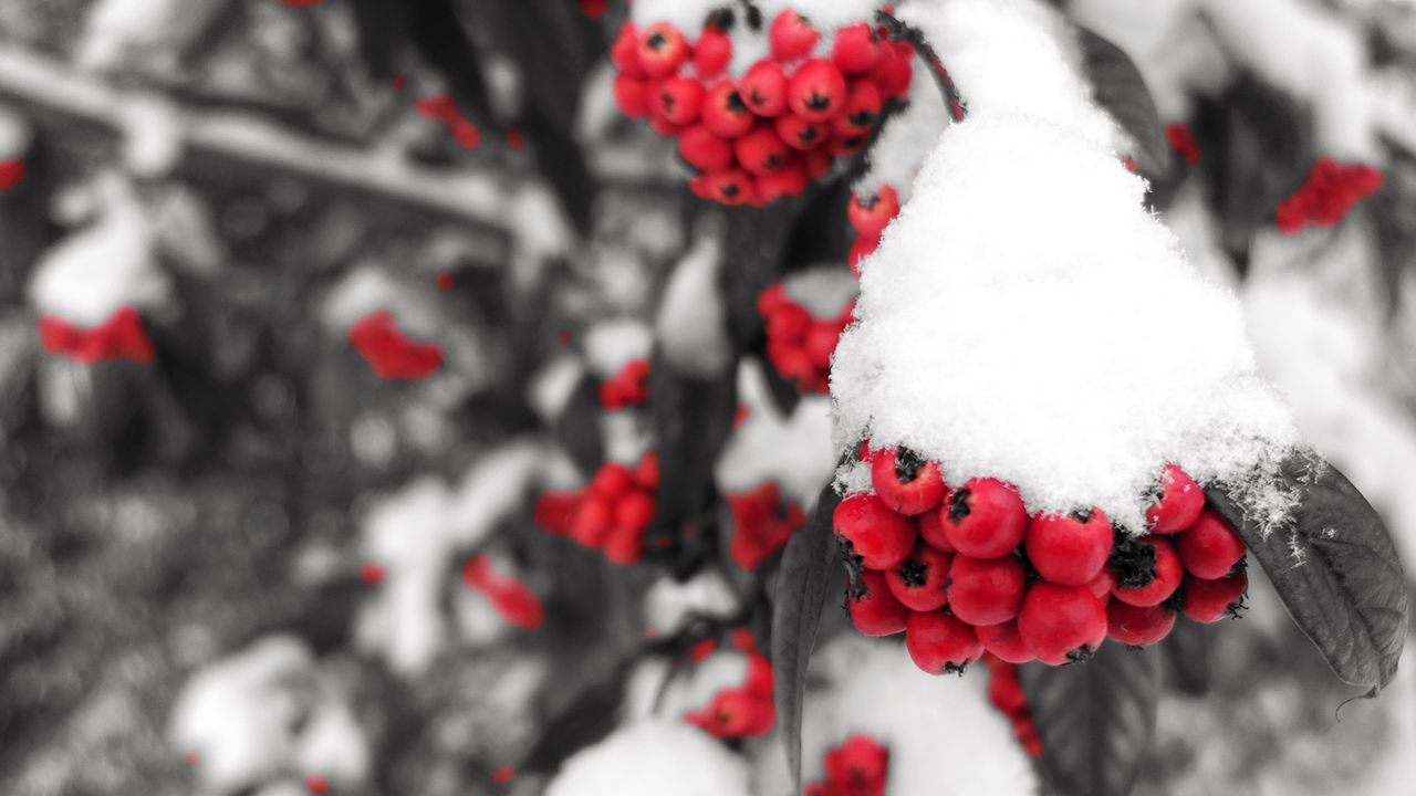 Обои рябина, снег, ягоды, ветка, зима