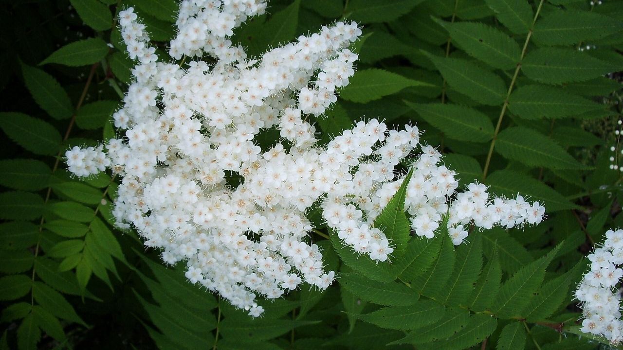 Род рябина (sorbus)