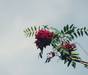 Превью обои рябина, ветка, ягоды, листья, небо