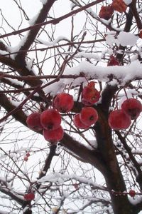Превью обои рябина, ветви, ягода, снег