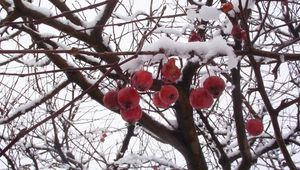 Превью обои рябина, ветви, ягода, снег