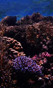 Превью обои риф, кораллы, морской, подводный мир