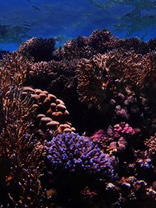 Превью обои риф, кораллы, морской, подводный мир