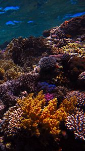 Превью обои риф, кораллы, морской, подводный мир, вода