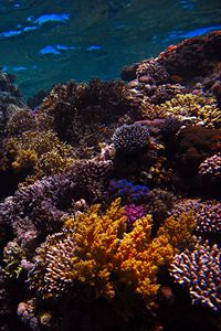 Превью обои риф, кораллы, морской, подводный мир, вода