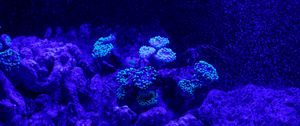Превью обои риф, кораллы, морской, подводный мир, синий