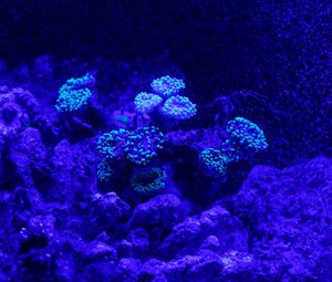 Превью обои риф, кораллы, морской, подводный мир, синий
