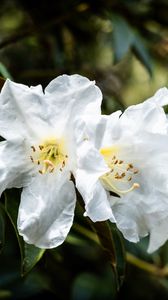 Превью обои рододендрон, цветы, лепестки, листья, макро