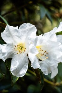 Превью обои рододендрон, цветы, лепестки, листья, макро