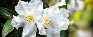 Превью обои рододендрон, цветы, лепестки, листья, макро