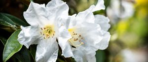 Превью обои рододендрон, цветы, лепестки, листья, макро