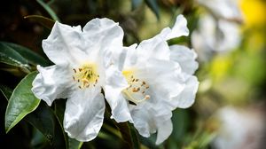 Превью обои рододендрон, цветы, лепестки, листья, макро