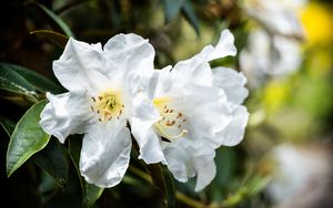 Превью обои рододендрон, цветы, лепестки, листья, макро