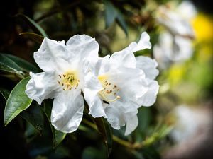 Превью обои рододендрон, цветы, лепестки, листья, макро