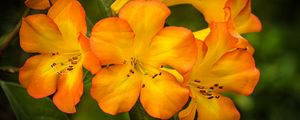Превью обои рододендрон, цветы, лепестки, оранжевый, желтый