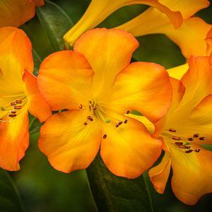 Превью обои рододендрон, цветы, лепестки, оранжевый, желтый