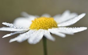 Превью обои ромашка, капли, цветок, лепестки, макро