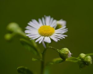 Превью обои ромашка, лепестки, цветок, макро, растение