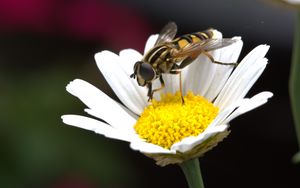 Превью обои ромашка, пчела, цветок, опыление