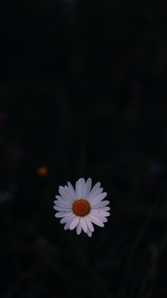 540x960 Обои ромашка, полевой цветок, темный фон