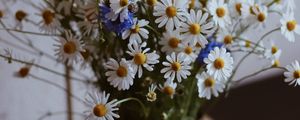 Превью обои ромашка, полевые цветы, ваза