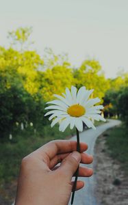 Превью обои ромашка, рука, цветок, лето