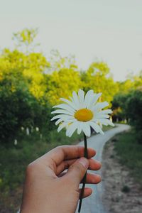 Превью обои ромашка, рука, цветок, лето