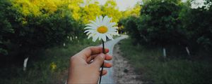 Превью обои ромашка, рука, цветок, лето