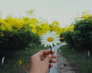 Превью обои ромашка, рука, цветок, лето