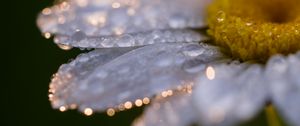 Превью обои ромашка, цветок, капли, крупным планом