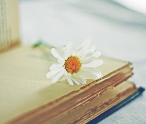 Превью обои ромашка, цветок, книга, страницы, размытость