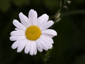 Превью обои ромашка, цветок, лепестки, растение, макро