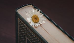 Превью обои ромашка, цветок, лепестки, книга