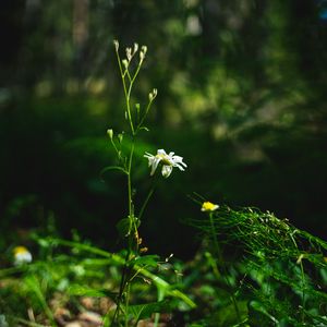 Превью обои ромашка, цветок, растения, макро