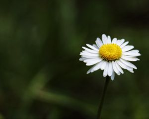 Превью обои ромашка, цветок, стебель